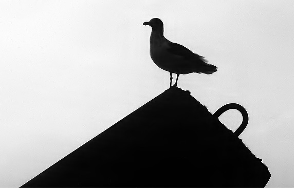 Photography by Jealousy for DesignCrowd (Community Contests) | Design #9128224