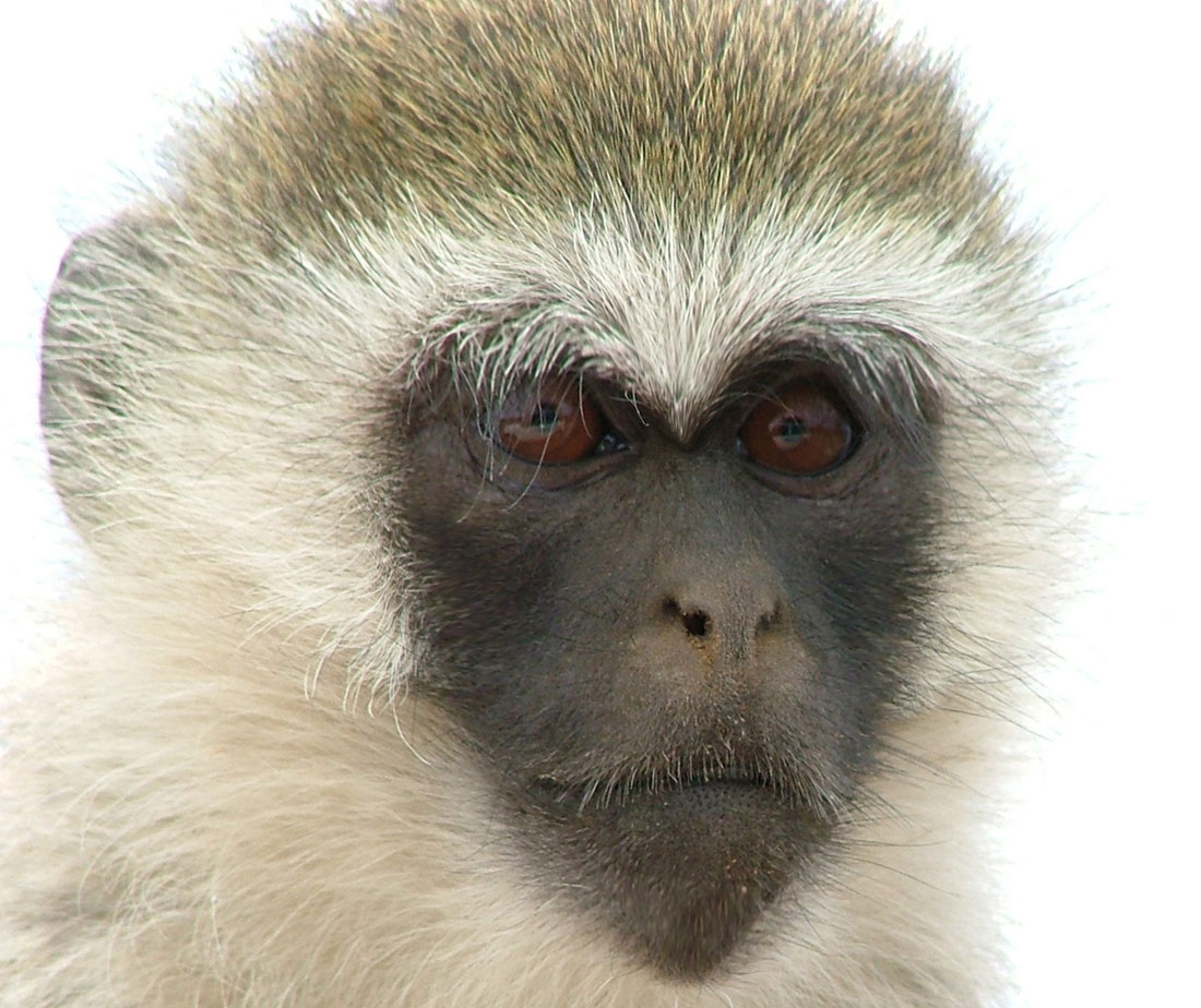 Photoshop-Design von wax115 für DesignCrowd (Community Contests) | Design #9128917