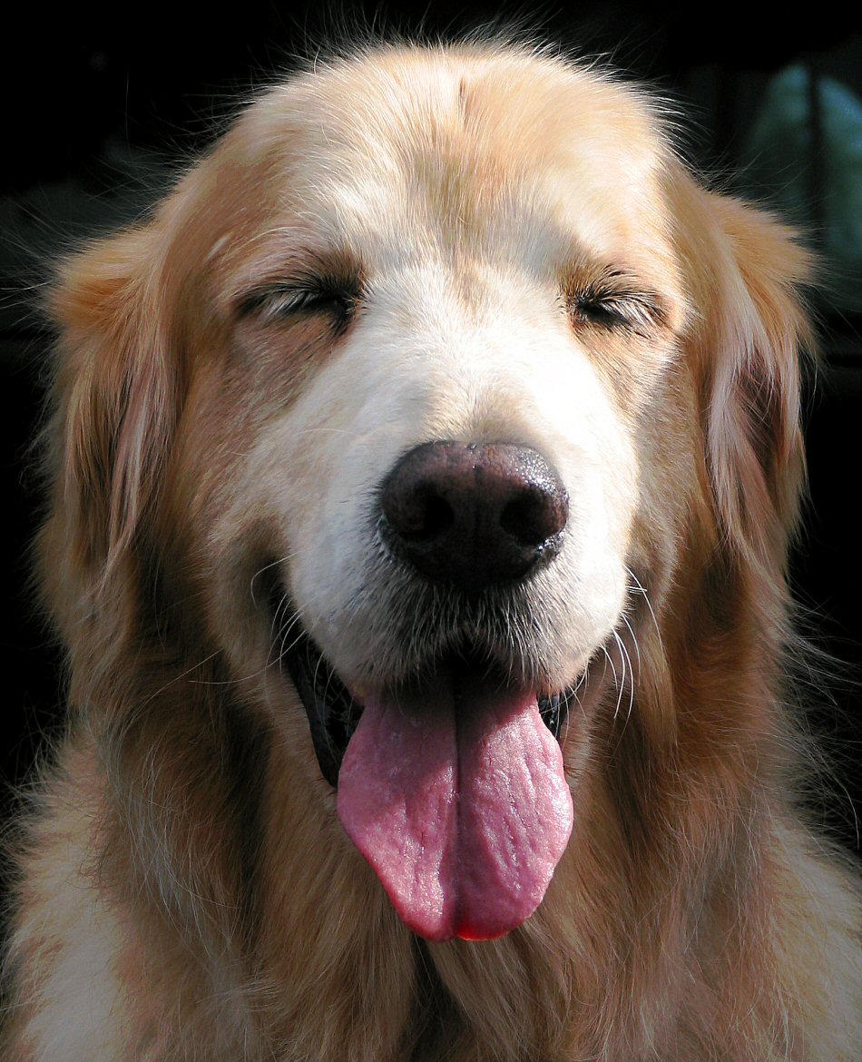 Photography by koalachimbo for DesignCrowd (Community Contests) | Design #9128230