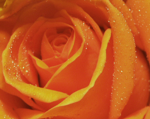 Photography by Peibes for DesignCrowd (Community Contests) | Design #9128234