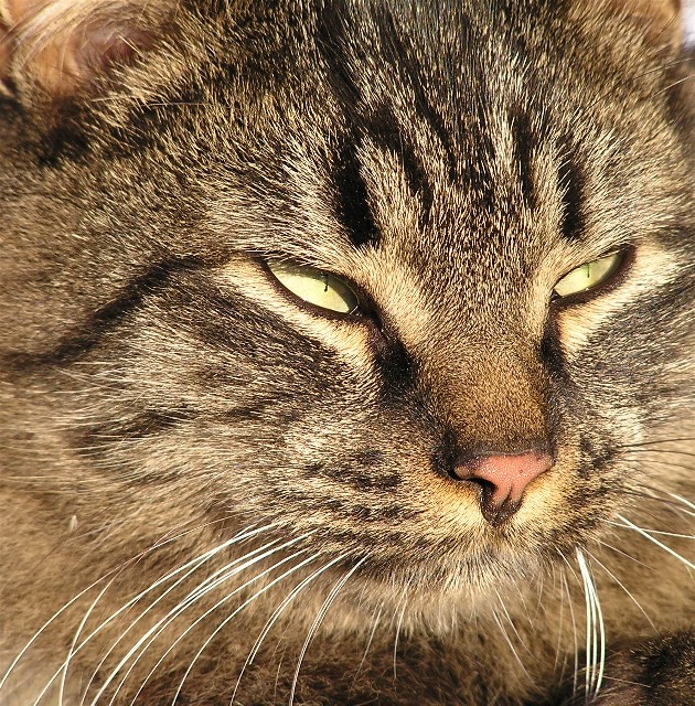 Photography by bjallen for DesignCrowd (Community Contests) | Design #9128241