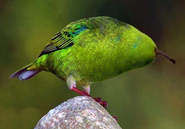 Diseño de Photoshop por couznig para DesignCrowd (Community Contests) | Diseño #9128636