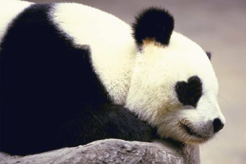 Design Photoshop par blendedfamily pour DesignCrowd (Community Contests) | Design #9128988