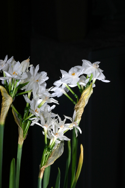 Photography by Stephen1177 for DesignCrowd (Community Contests) | Design #9128252