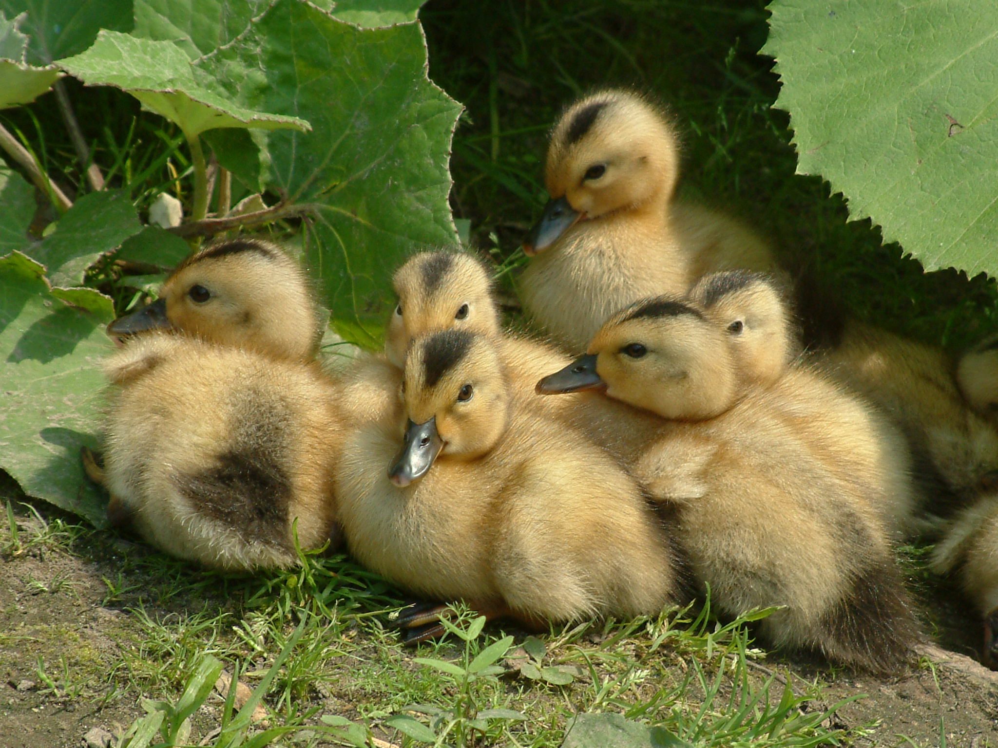 Photographie par vintagedept pour DesignCrowd (Community Contests) | Design #9128385