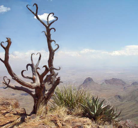 Photoshop-Design von Rexmundi für DesignCrowd (Community Contests) | Design #9129092