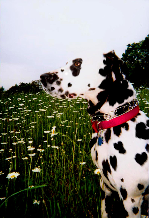 Photoshop Design by jazzpearl for DesignCrowd (Community Contests) | Design #9129065