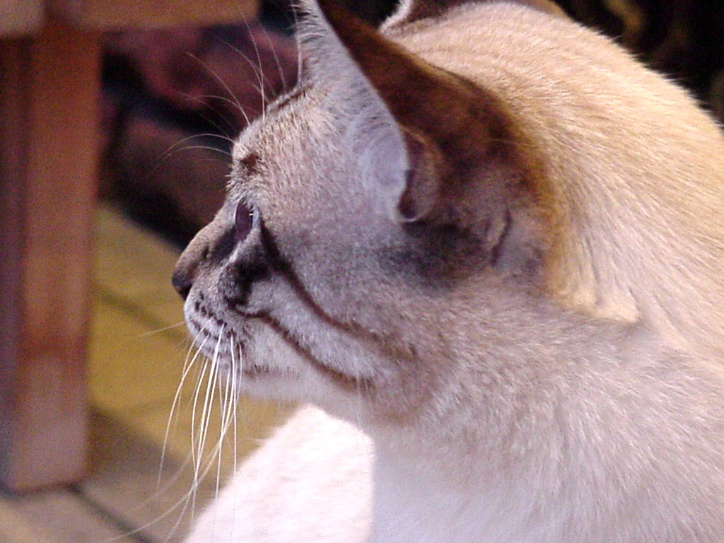 Photography by Stimpy for DesignCrowd (Community Contests) | Design #9128345