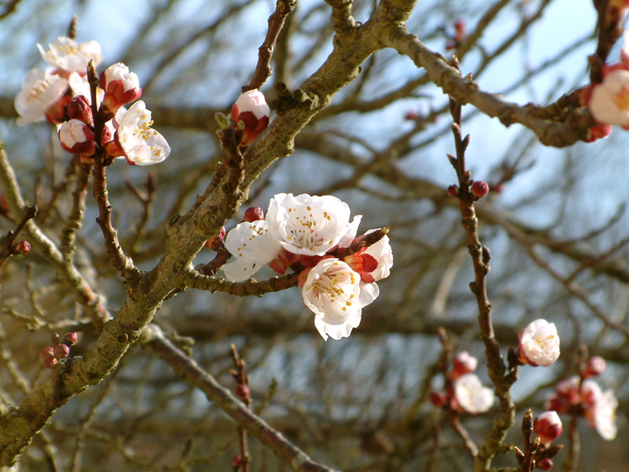 Photography by lafilledenhaut for DesignCrowd (Community Contests) | Design #9128389