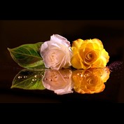 Photography by branie