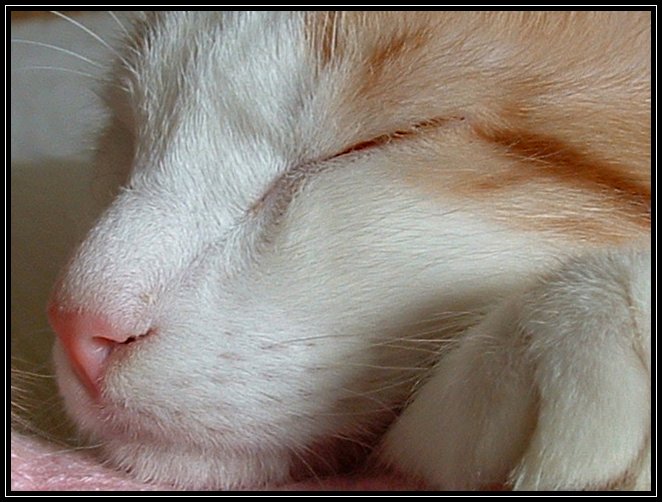 Fotografie von MrsFuzzButt für DesignCrowd (Community Contests) | Design #9128478