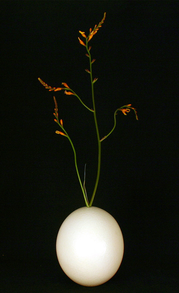 Photography by jmbaggs for DesignCrowd (Community Contests) | Design #9128417