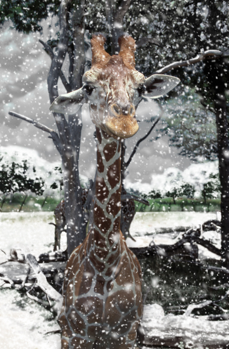 Photoshop-Design von crodeman für DesignCrowd (Community Contests) | Design #9110924