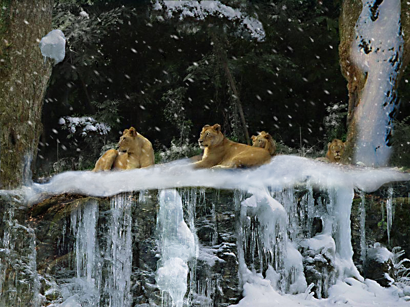 Diseño de Photoshop por robayer para DesignCrowd (Community Contests) | Diseño #9110947