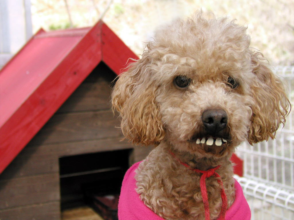 Photoshop-Design von Reever für DesignCrowd (Community Contests) | Design #9128978