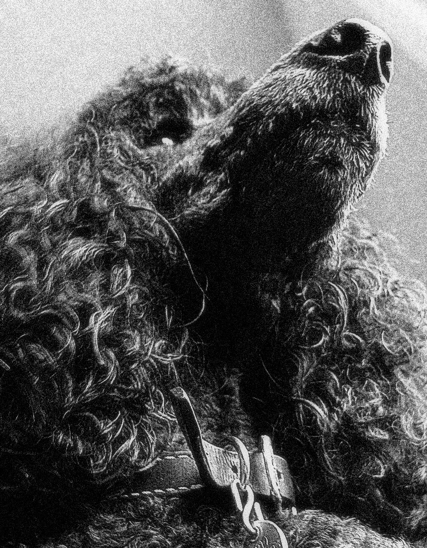 Photography by koalachimbo for DesignCrowd (Community Contests) | Design #9126960