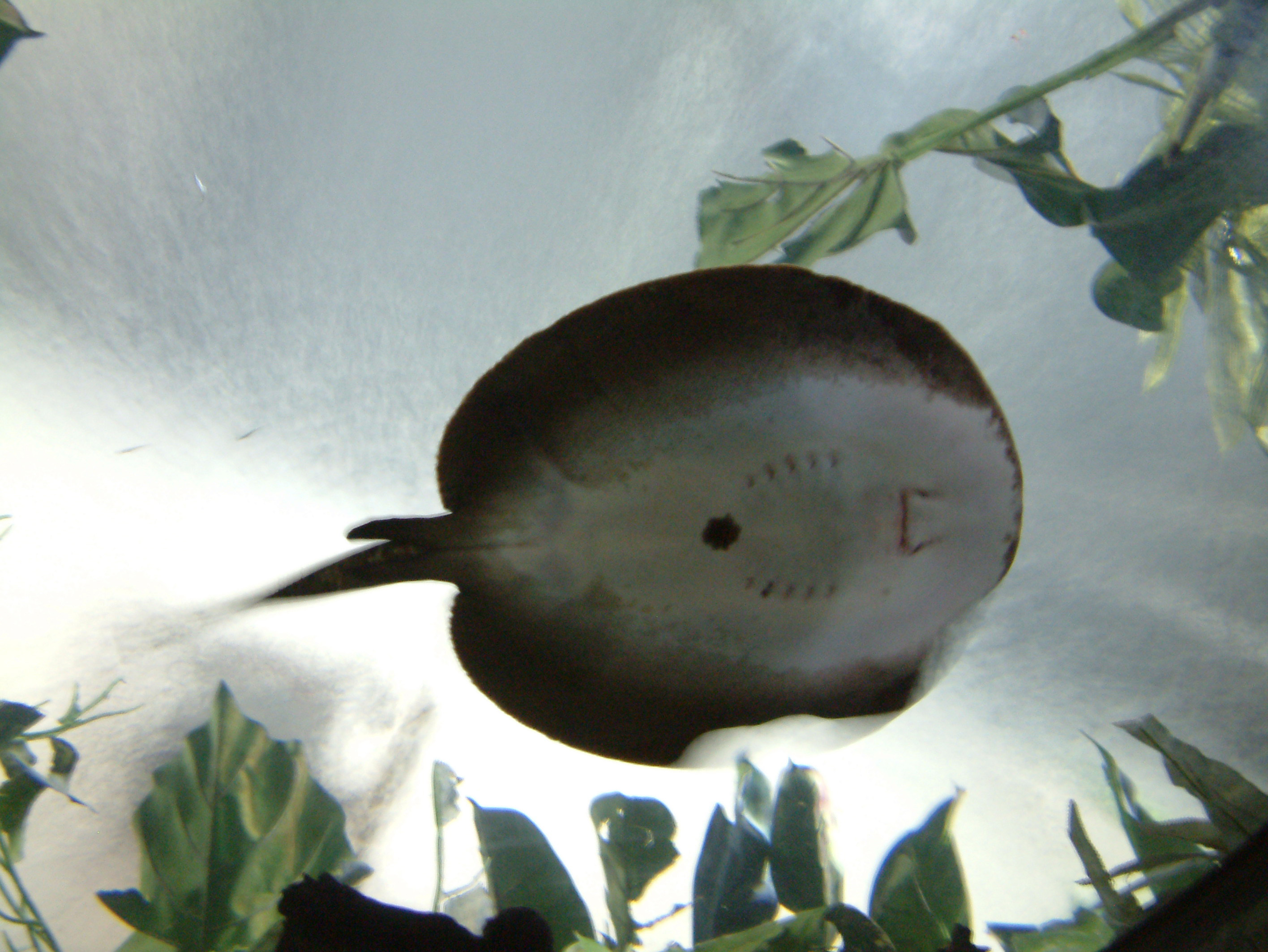 Photographie par Haland pour DesignCrowd (Community Contests) | Design #9127096