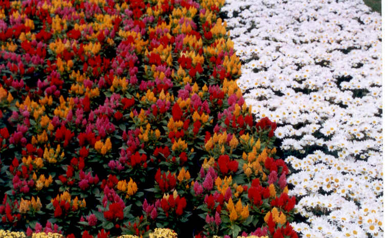 Fotografía por vgmn1956 para DesignCrowd (Community Contests) | Diseño #9127297