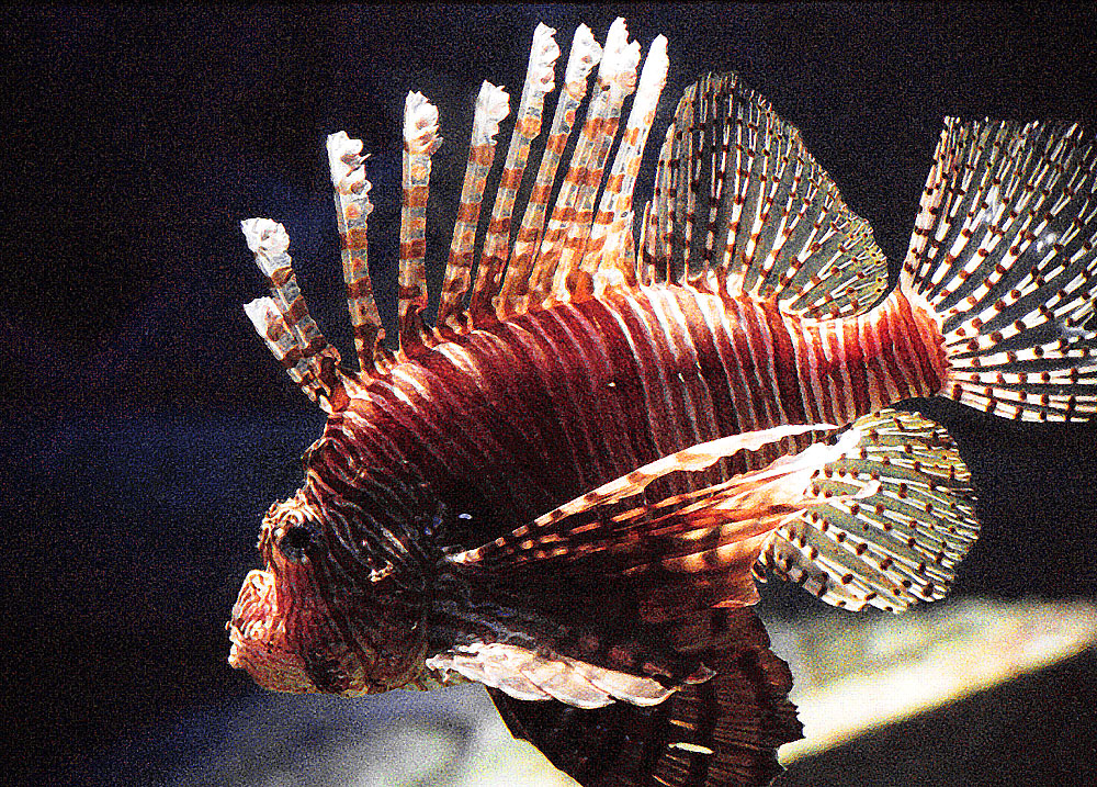 Photographie par Puffnasty pour DesignCrowd (Community Contests) | Design #9127121