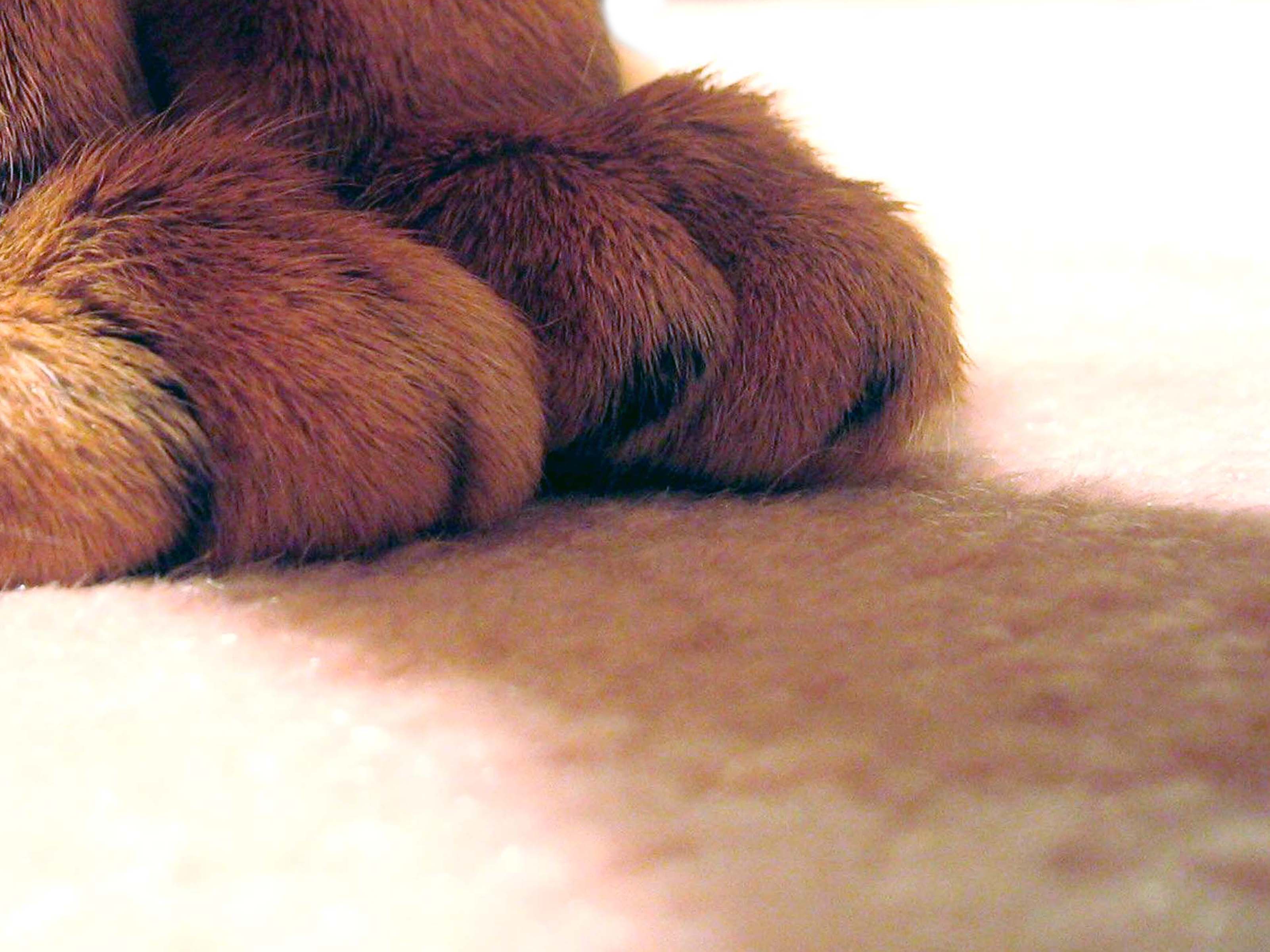 Photography by Legallyblonde877 for DesignCrowd (Community Contests) | Design #9099987