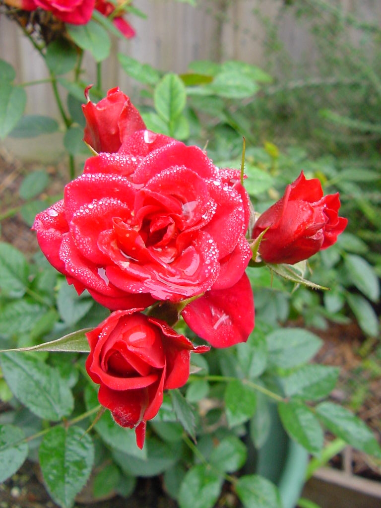 Fotografía por Nitehawk para DesignCrowd (Community Contests) | Diseño #9125277