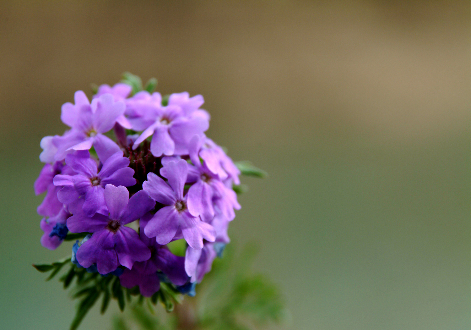 Photographie par thumper8992 pour DesignCrowd (Community Contests) | Design #9100041