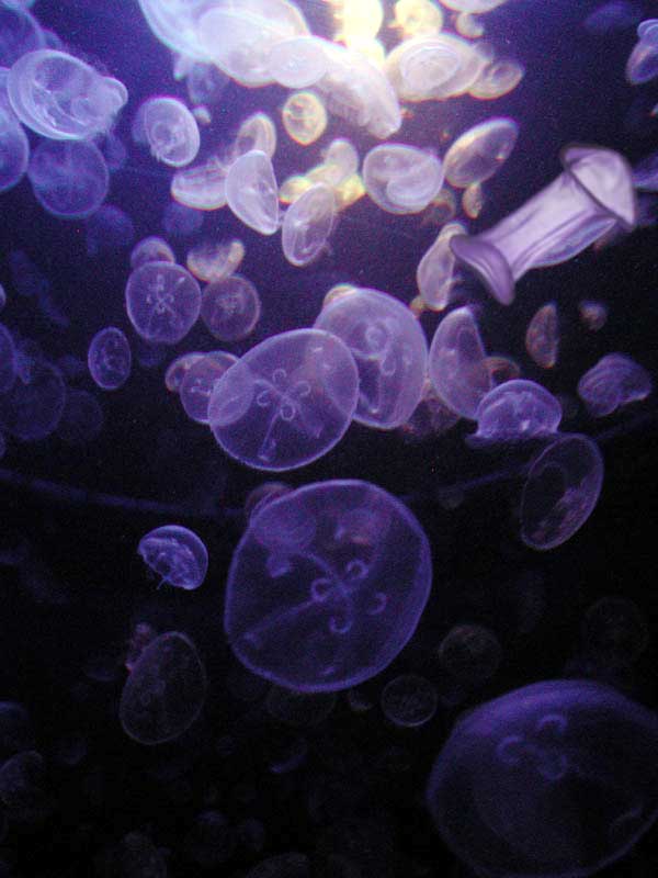 Photoshop Design by SaintOfFeon for DesignCrowd (Community Contests) | Design #9110640