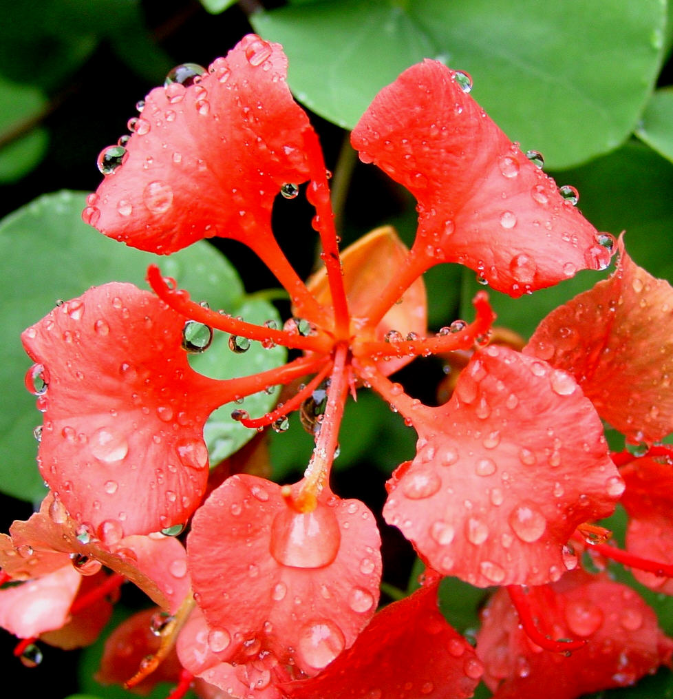 Photography by AussieBluey for DesignCrowd (Community Contests) | Design #9125333