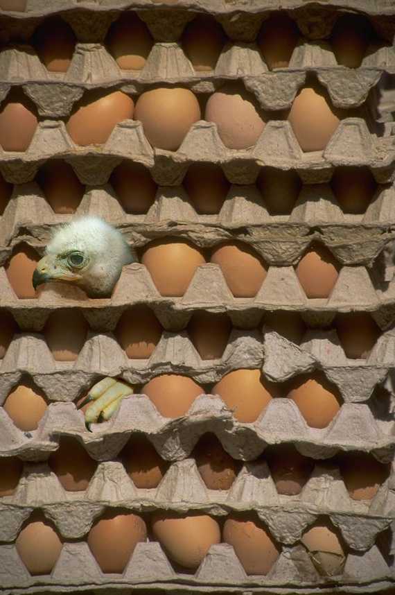 Photoshop Design by Shitrak for DesignCrowd (Community Contests) | Design #9110643