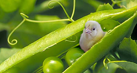 Photoshop-Design von Crowfoot für DesignCrowd (Community Contests) | Design #9110649