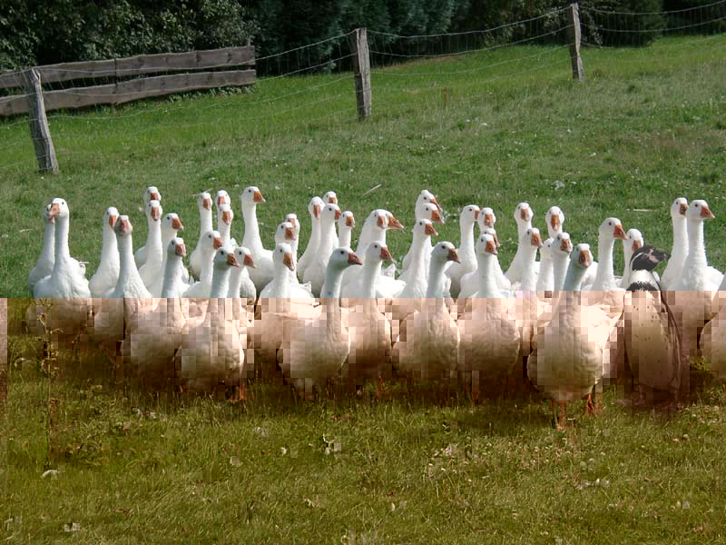 Design Photoshop par KatiEngelchen pour DesignCrowd (Community Contests) | Design #9110646