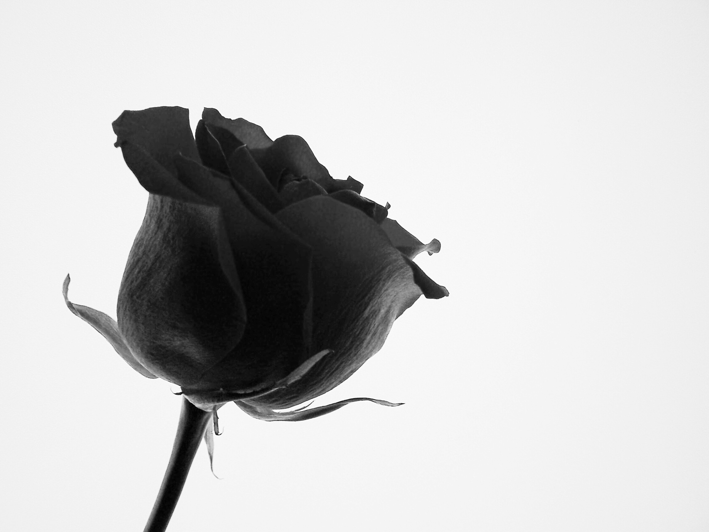 Photography by spiker69 for DesignCrowd (Community Contests) | Design #9100103