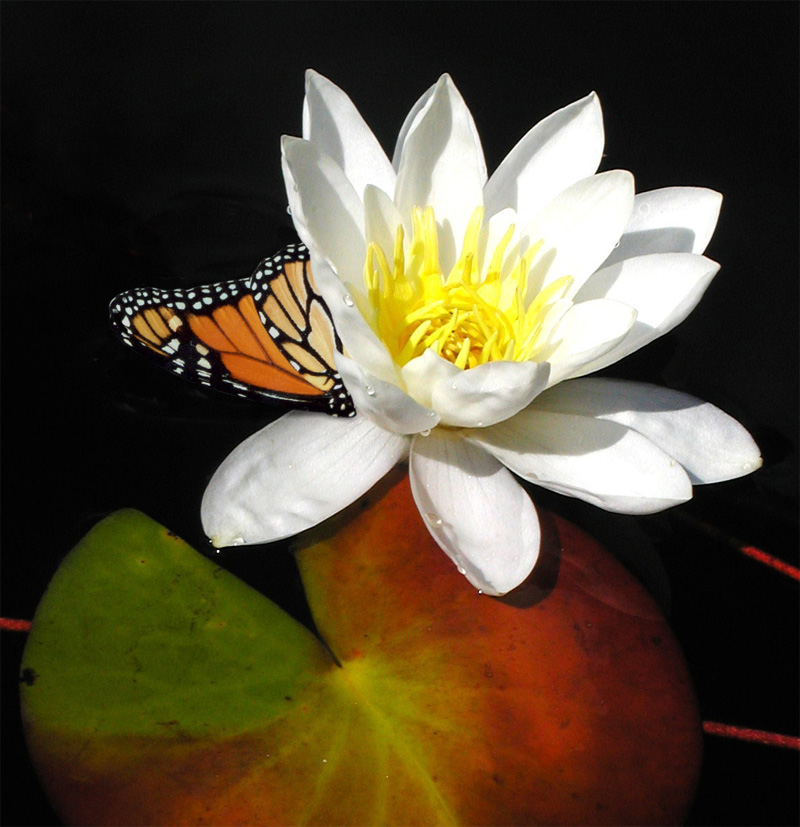 Design Photoshop par ecolio pour DesignCrowd (Community Contests) | Design #9110755