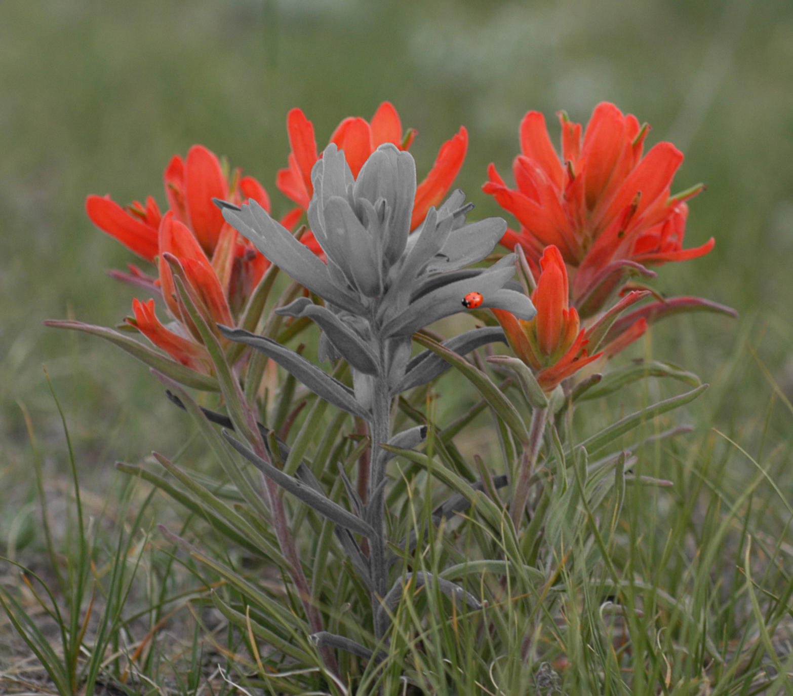 Photoshop-Design von londubh für DesignCrowd (Community Contests) | Design #9110821