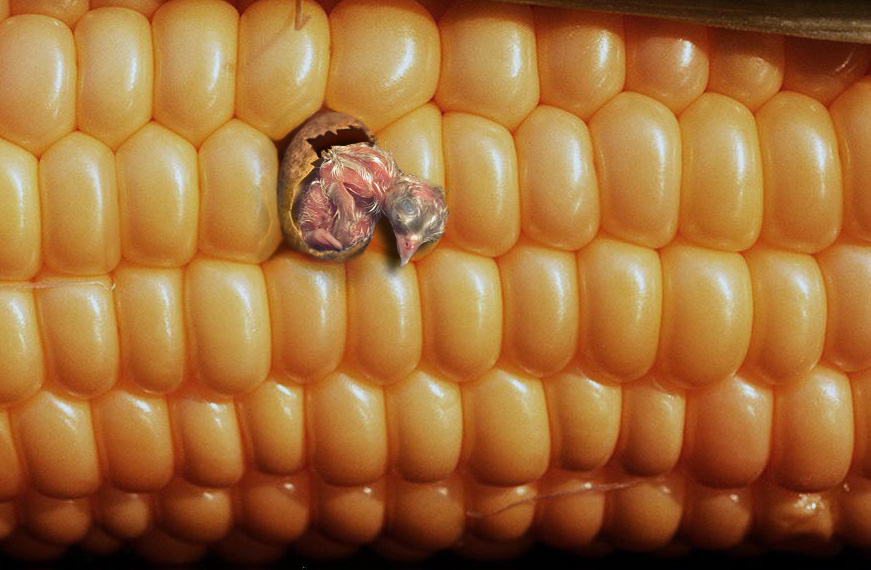 Diseño de Photoshop por Ashady para DesignCrowd (Community Contests) | Diseño #9110808