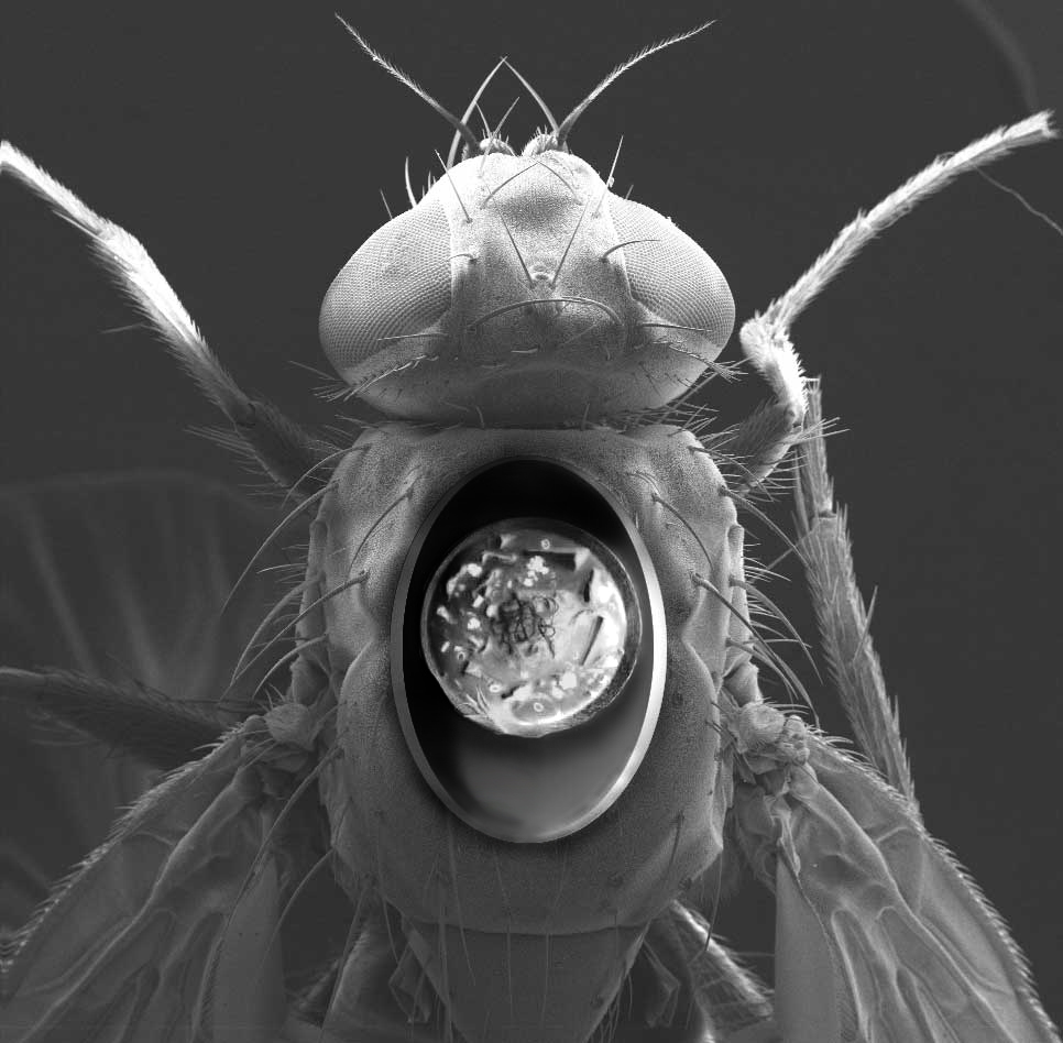 Photoshop Design by SaintOfFeon for DesignCrowd (Community Contests) | Design #9125900