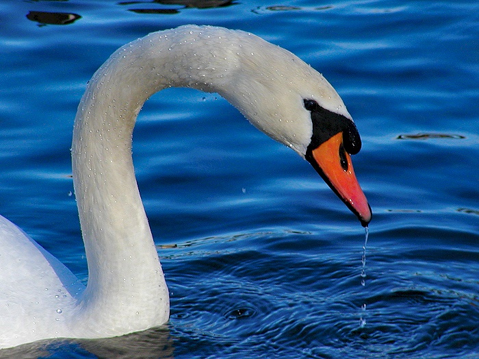 Photographie par KarenC pour DesignCrowd (Community Contests) | Design #9124883