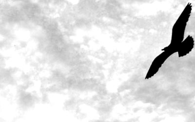 Fotografía por majd para DesignCrowd (Community Contests) | Diseño #9100127