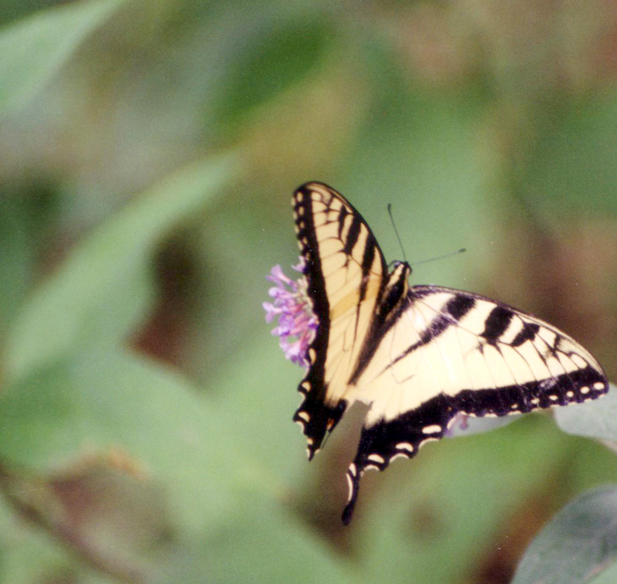 Fotografie von paulbillett für DesignCrowd (Community Contests) | Design #9100163