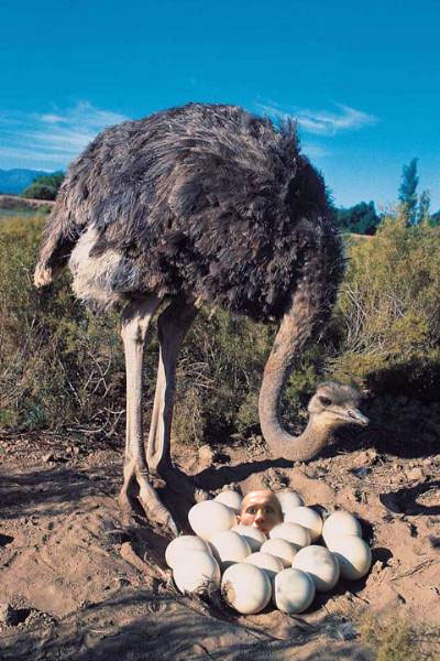 Photoshop Design by elizabethh for DesignCrowd (Community Contests) | Design #9126036