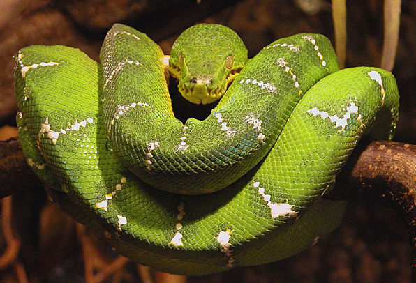 Photography by pepty for DesignCrowd (Community Contests) | Design #9124961