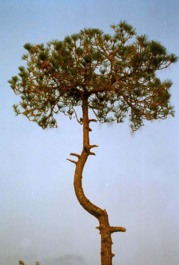 Fotografía por vgmn1956 para DesignCrowd (Community Contests) | Diseño #9124916