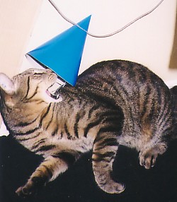 Photography by hephzibah for DesignCrowd (Community Contests) | Design #9098733