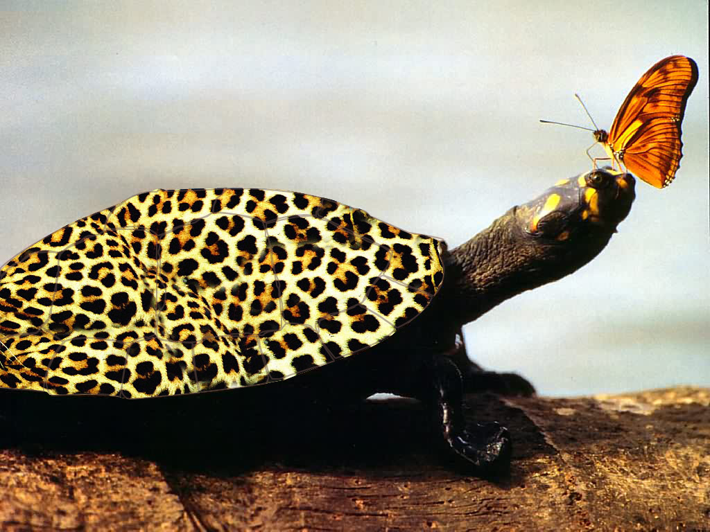 Diseño de Photoshop por zeesamar para DesignCrowd (Community Contests) | Diseño #9127191