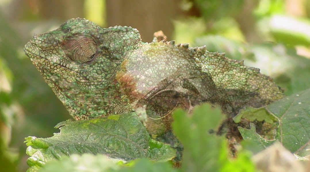 Photoshop Design by Floppglopple for DesignCrowd (Community Contests) | Design #9127202