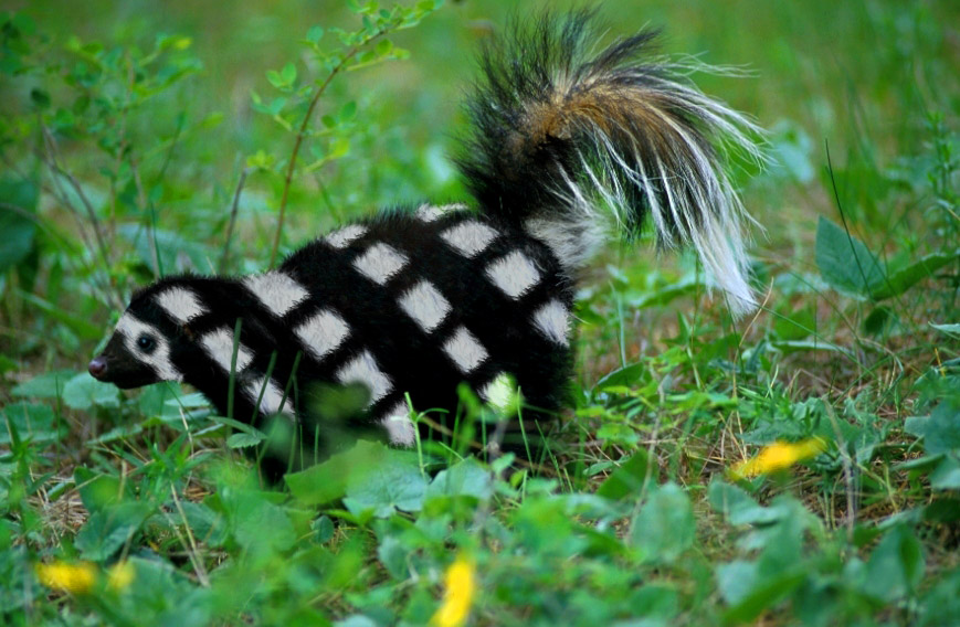 Photoshop-Design von crodeman für DesignCrowd (Community Contests) | Design #9127339