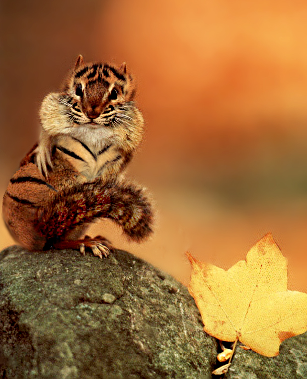 Photoshop Design by robayer for DesignCrowd (Community Contests) | Design #9127353