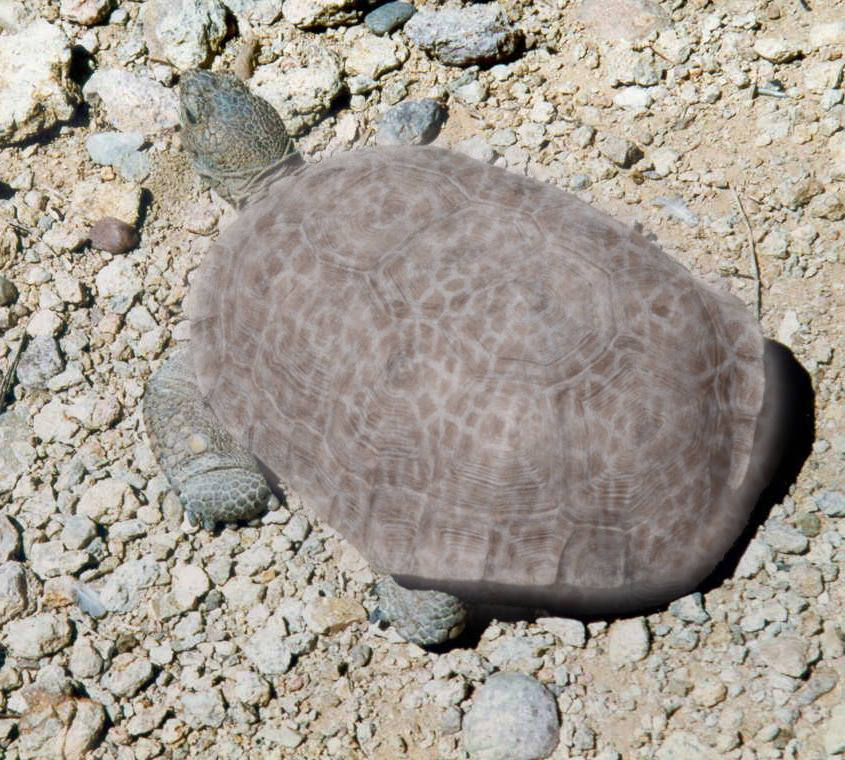 Photoshop Design by GrogAlegutz for DesignCrowd (Community Contests) | Design #9127370