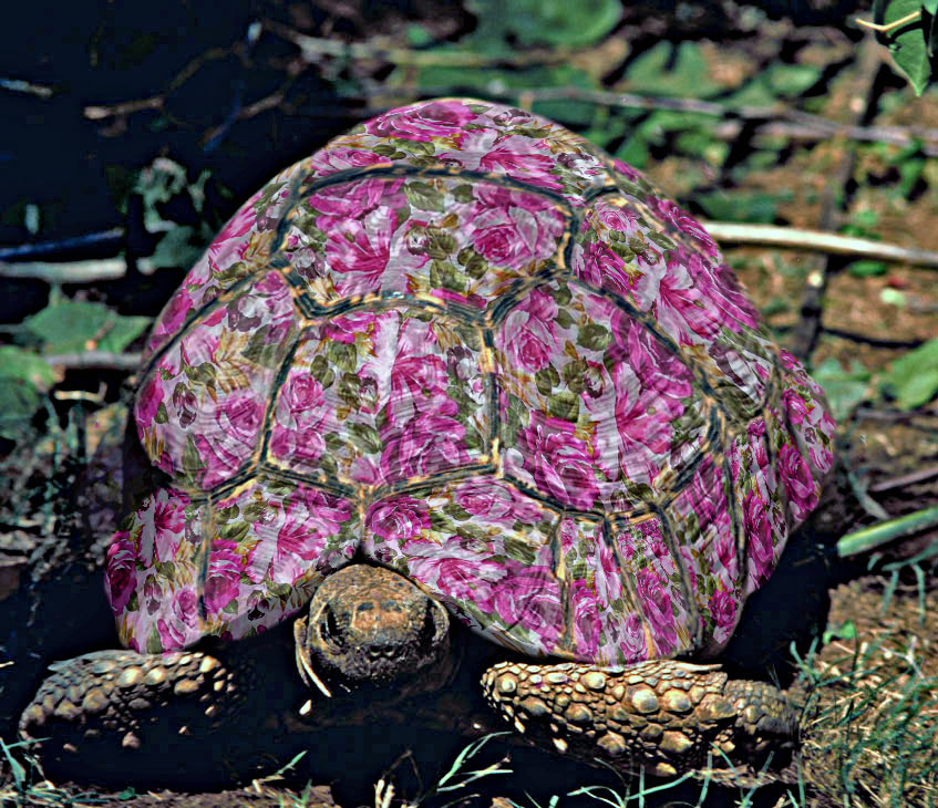 Photoshop Design by rjoannej for DesignCrowd (Community Contests) | Design #9127399