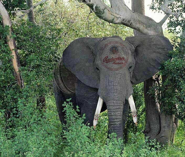 Photoshop Design by caitlinlaughs for DesignCrowd (Community Contests) | Design #9127388